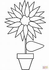 Sunflower Coloring Pot Pages Printable Flower Drawing sketch template