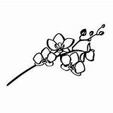Orchid Silhouette Simple Drawing Outline Tattoo Flower Stencil Vector Silhouettes Getdrawings Clipartmag Choose Board sketch template