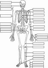 Skeletal Worksheet System Human Anatomy Printable Skeleton Bones Fill Label Body Physiology Coloring Unlabeled Sheets Pages Biologycorner Unit Students sketch template