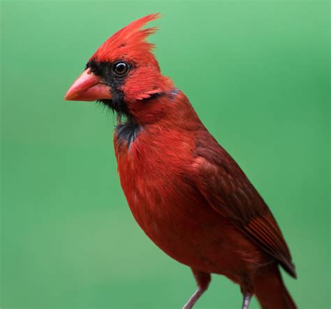 cardinal birds  blooms