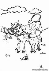 Colorir Vaca Cow Bezerro Hellokids sketch template