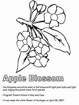 Coloring Apple Blossom Michigan Drawing Clipart Getdrawings Color Popular State Line Printables Library States United Coloringhome sketch template