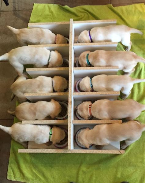 dog breeding kennels dog breeder puppy breeds puppy breeder setup