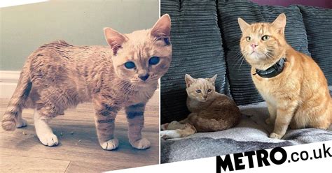 tiny kitten sized cat will never get any bigger due to rare genetic