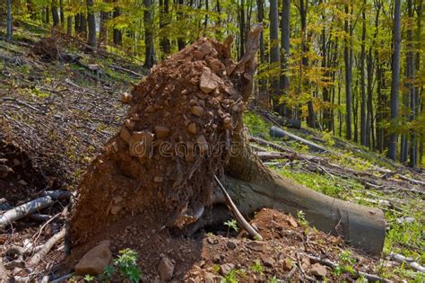 clearcutting clearfelling ou floresta de abertura bem defenida da faia