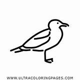 Gabbiano Colorare Gaviota Disegni Seagull Ultracoloringpages sketch template