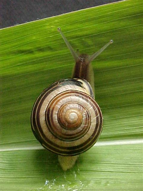 snail animal wildlife