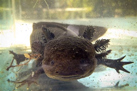 Axolotls Mexicos Mythical Salamander Struggle In The Wild The New