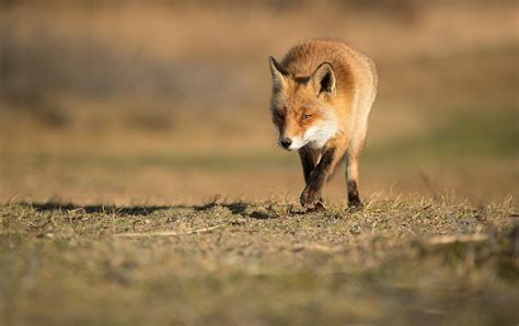 Alastair Marsh Photography Red Fox