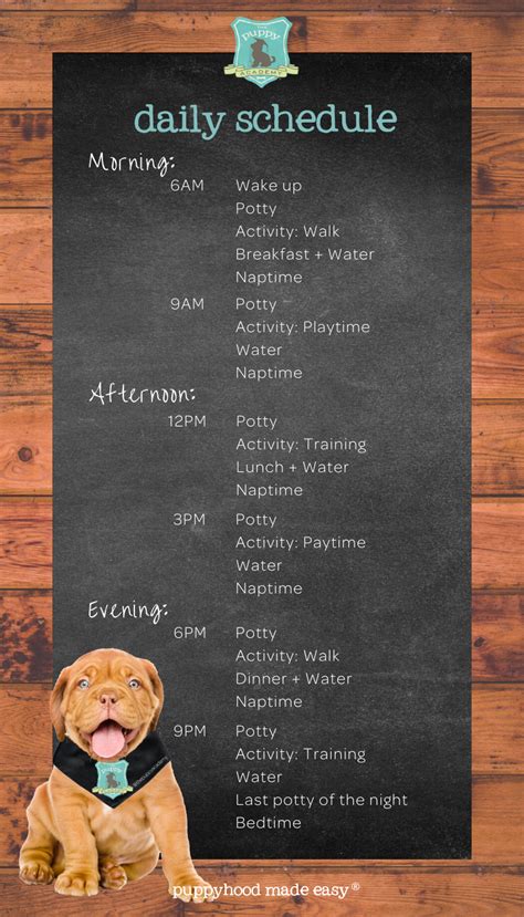 create  daily schedule   puppy  puppy academy puppy