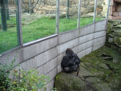 zoo berlin  gorilla   outdoor exhibit zoochat