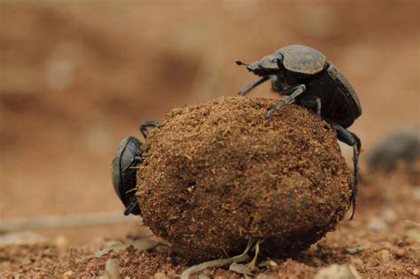 fascinating facts  dung beetles