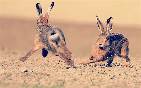 chase  rabbits  ministry outreachmagazinecom