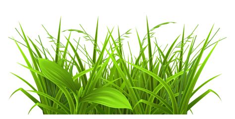 Grass Png Images Hd Clip Art Library