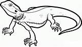 Lizard Coloring Pages Kids Printable sketch template
