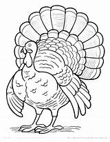 Turkey Coloring Line Drawing Pages Wild Baby Printable Hand Template Easy Thanksgiving Getcolorings Paintingvalley Clip Drawings Color sketch template