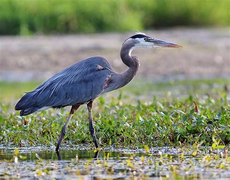 Birds That Look Like Herons The Garden And Patio Home Guide