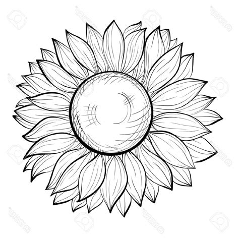 sunflower outline drawing  paintingvalleycom explore collection