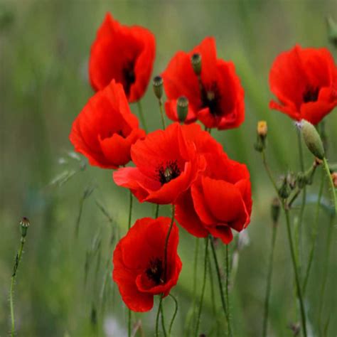 poppy shirley red flower seeds buy seeds    price