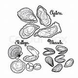 Mussels Oysters Vector Oyster Scallops Mussel Clams Isolated Designlooter Getdrawings sketch template