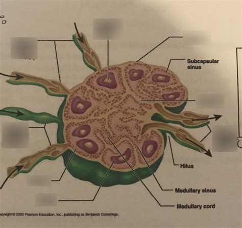 module  overview   lymphatic system  immunity  lymph