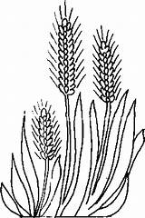 Wheat Coloring Plant Coloriage Pages Barley Sketch Dessin Plante Ears Plantes Drawings Aromatiques Gif Colorier Designlooter Some Template Plants 49kb sketch template