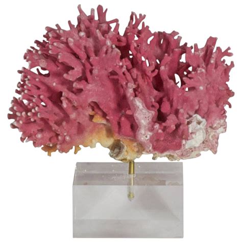 rare pink coral specimen   lucite base  stdibs pink coral decor