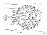 Fish Coloring Puffer Pages Pufferfish Tropical Printable Porcupine Poisson Sheets Kids Drawing Sea Animals Crafts Puzzle Drawings Adult Public sketch template
