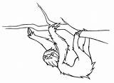 Sloth Coloring Pages Draw Toed Drawing Three Cute Getcolorings Getdrawings Color sketch template