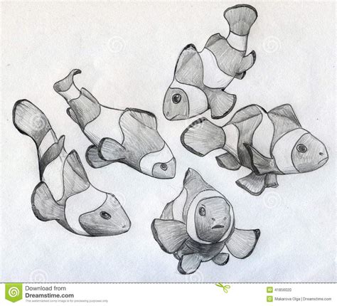 illustration  sketch    clown fishes drawn  hand