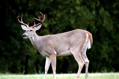 white tailed deer facts  information hubpages