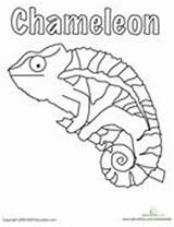 Chameleon Template Coloring Carle Eric sketch template