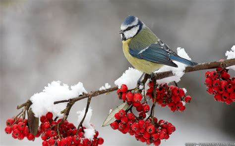 photo winter bird anima bird cold   jooinn