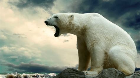 polar bears wallpapers 61 images