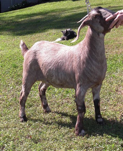 colored boer goat doe goats  sheep pinterest goats  animal