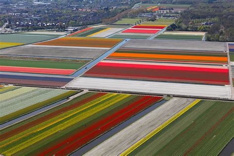 Holland Flower Fields And Tulips Galore