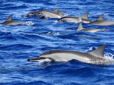 mauritius delfine foto bild tiere wildlife saeugetiere bilder auf