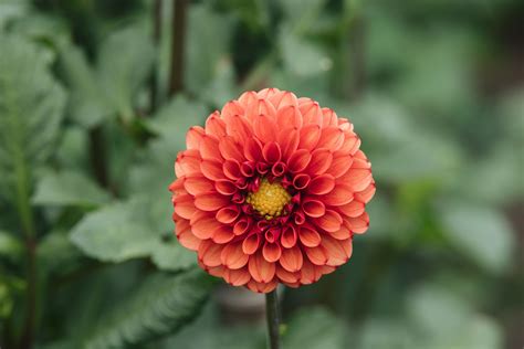 grow  care  dahlias