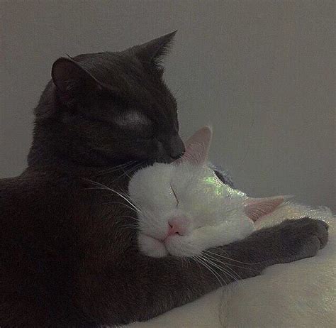 image about love in cats by sensitive on we heart it pretty cats