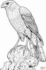 Hawk Coloring Pages Perched Printable Color Drawing Eagle Hawks Gif Bird Cooper Supercoloring Drawings 1728 Harris Coopers Colouring Adult Wood sketch template