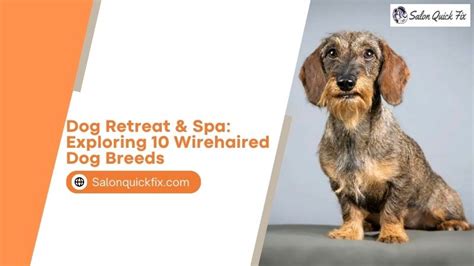 dog retreat spa exploring  wirehaired dog breeds salonquickfix