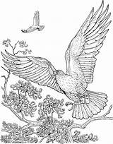 Hawk Hawks Ausmalbilder Disegno Ausmalbild Colorare Aquile Coloriage Aquila Falke Falken Fliegende Tailed Colorier Rapace Bird Volano Adler Ausdrucken Greifvogel sketch template