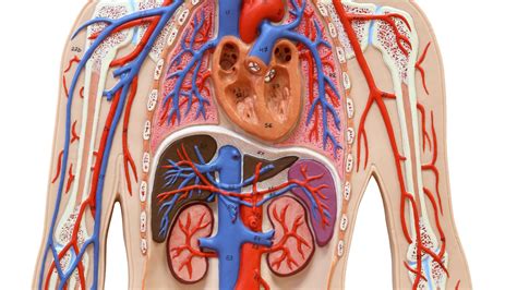 menselijk lichaam en organen