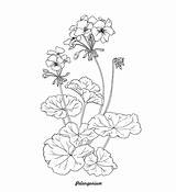 Geranium Pelargonium Doodles Adobe sketch template