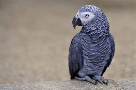animal african grey parrot hd wallpaper