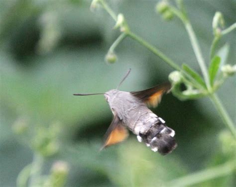 birding  flowers hummingbird hawk moth