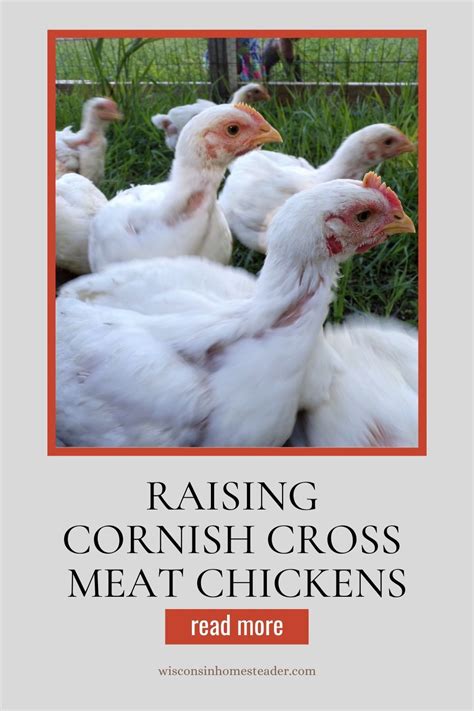 Raising Cornish Cross Chickens For Meat The Ultimate Meat Bird