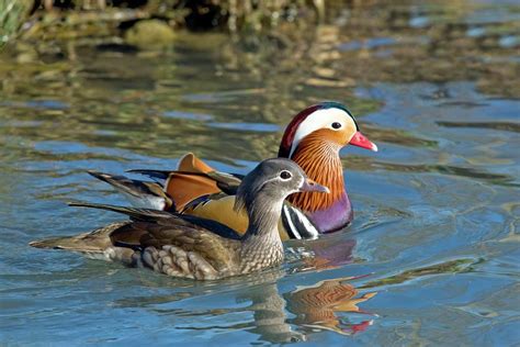 female  male mandarin ducks photograph  john devriesscience photo