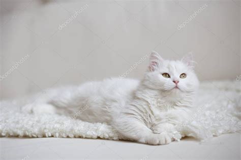 white fluffy cat stock photo  vikakuzina