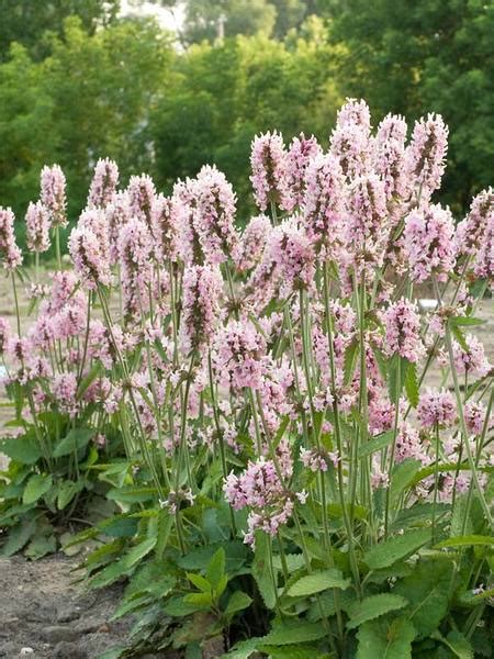 Product Viewer Stachys Officinalis Pink Cotton Candy
